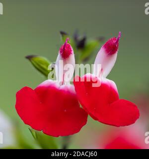 Makroaufnahme von heißen Lippen Salvia Blumen in Blüte Stockfoto