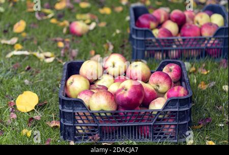 Sammelte reife Äpfel in einer Plastikbox auf dem Gras zwischen gefallenen Apfelbaumblättern im Obstgarten. Herbsterntekonzept. Stockfoto