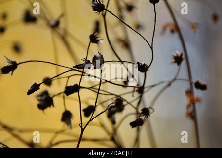 Trockene Stängel und vertrocknete Knospen von Blue Fleabane or Erigeron acris von brauner Farbe in magischem Licht gegen eine goldblauer Hintergrund des Herbstwaldes Stockfoto