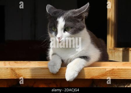 Eine schöne Katze von grauer rauchiger und weißer Farbe mit leuchtend grünen Augen liegt an einem offenen Fenster und setzt ihre Pfoten auf die Fensterbank, an einem sonnigen Tag. Stockfoto