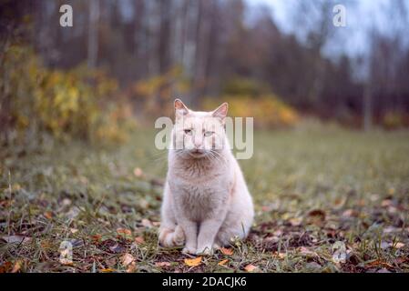 Liebenswert beige Farbe Katze sitzt om das Gras im Freien Im Herbst Tag Stockfoto