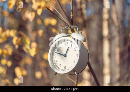 Weißer Wecker hängt am sonnigen Herbsttag am Busch im Wald. Konzept der Sommerzeit Stockfoto