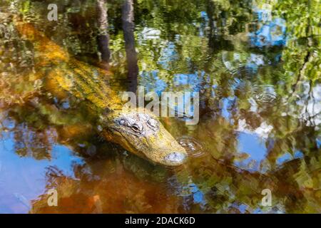 Alligator Mississippiensis kaum untergetaucht, als der umliegende Sumpf im trüben Wasser von Davis Bayou, Mississippi Gulf Coast, USA reflektiert. Stockfoto