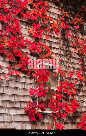 Auffällige Virginia Creeper rote Blattstöcke um ein Fenster auf einem Holzschindelhaus in Orange County, New York, USA. Stockfoto