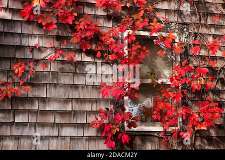 Auffällige Virginia Creeper rote Blattstöcke um ein Fenster auf einem Holzschindelhaus in Orange County, New York, USA. Stockfoto