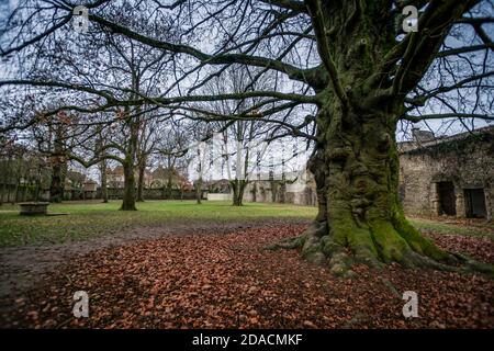 Verdrehter alter Buchenstamm, bedeckt mit grünem Moos mit abgefallenen Blättern am Fuß in einem Schlosspark im Dezember. Stockfoto