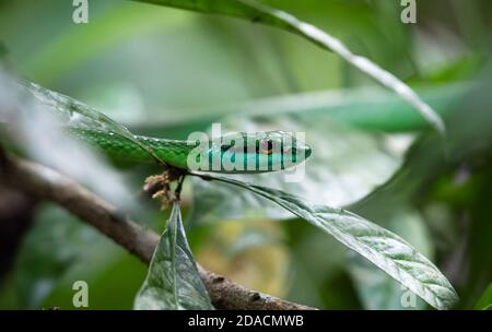 Leptophis ahaetulla, Papageienschlange, lora, versteckt und hängend auf Baumzweig, Regenwald Costa Rica, zentralamerika Dschungel, Tarnung, Nationalpark Stockfoto