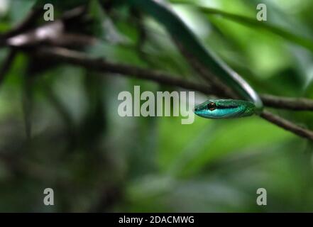 Leptophis ahaetulla, Papageienschlange, lora, versteckt und hängend auf Baumzweig, Regenwald Costa Rica, zentralamerika Dschungel, Tarnung, Nationalpark Stockfoto