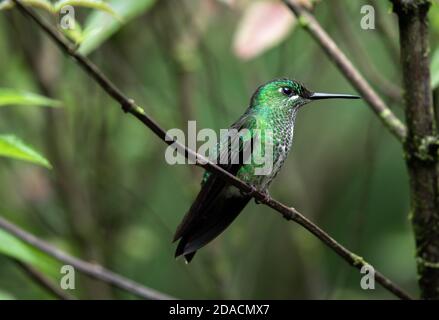 Talamanca Kolibri, Eugenes spectabilis, bewundernswerter Kolibri Costa Rica Monteverde Cloudforest Mittelamerika, Regenwald, sitzend auf Baumzweig Stockfoto