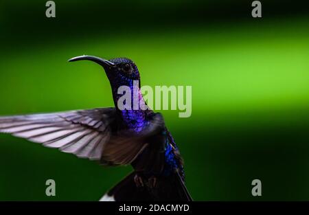 Trochilidae, violetter Sabrewing, fliegender Kolibri, schwebender Vogel, Campylopterus hemileucurus, scharfes, farbenfrohes Nahaufnahme-Portrait von Wildvogel, Tier Stockfoto