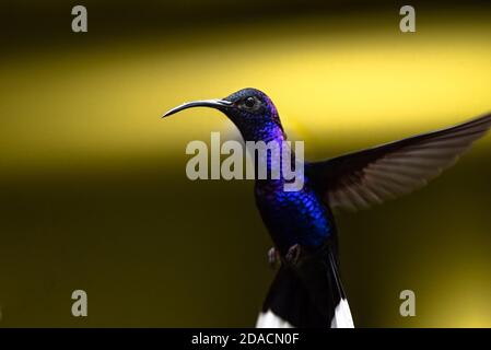 Trochilidae, violetter Sabrewing, fliegender Kolibri, schwebender Vogel, Campylopterus hemileucurus, scharfes, farbenfrohes Nahaufnahme-Portrait von Wildvogel, Tier Stockfoto