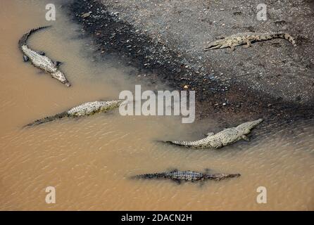 Amerikanisches Krokodil, Costa rica, Crocodylus acutus, wild exotisch gefährlich, Fluss Sonnenbaden, Croco Familie, Entspannung am Fluss und im Wasser Stockfoto