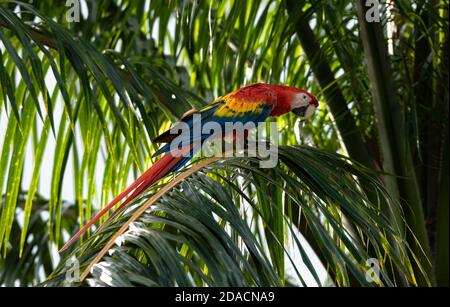 Scharlach-Ara, Ara macao, Wild Red Yellow Blue farbige bunte schöne liebenswert Papagei, Vogel in Costa Rica, auf Palme sitzen, suchen Stockfoto