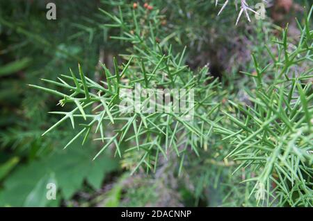 Bild eines Zweiges von Colletia spinosa, Rhamnceae in einem botanischen Garten Stockfoto