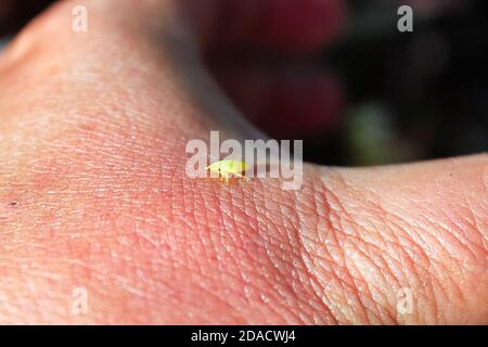 Ein kleiner grüner Spittlebug auf dem Handrücken Stockfoto