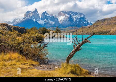 Schiefe Baum wegen Wind und Wetter am Pehoe See mit den Cuernos del Paine Gipfeln, Torres del Paine Nationalpark, Patagonien, Chile. Stockfoto