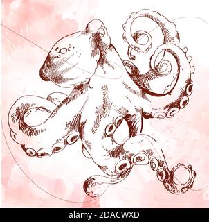 Gemeinsame Krake Octopus vulgaris , vintage gravierte Illustration. tattoo Vorlage oder Substrat für Ihr Banner auf dem marinen Thema Stock Vektor