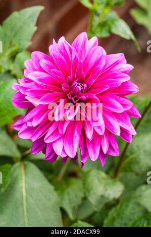 Nahaufnahme von Dahlia Le Baron eine dekorative Dahlia, die Hat dunkelrosa Blüten im Sommer und Herbst EINEN Knollenblüten Pflanze, die Laub und halb winterhart ist Stockfoto