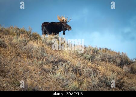 Große Bullenelche, die auf einem Hügel bei einem Sturz stehen Abend im Grand Teton National Park Stockfoto