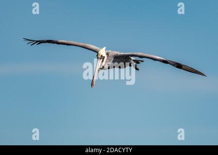 California Brown Pelican zeigt riesige Spannweite als Flügel sind gerade im Gleitmuster. Stockfoto