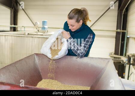 Gerstenmalz wird von Hand für den Hausbrauen gemahlen Stockfoto