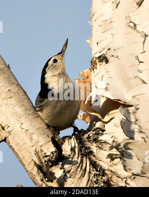 Weiß-reihige Nuthatch Vogel Nahaufnahme Profil Ansicht auf einer Birke Blick auf den blauen Himmel Hintergrund in seiner Umgebung und Lebensraum thront. Stockfoto