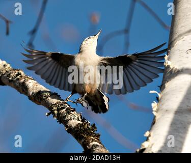 Weiß-reihige Nuthatch Vogel Nahaufnahme Profil Ansicht mit ausgebreiteten Flügeln und Blick auf den blauen Himmel Hintergrund in seiner Umgebung und Lebensraum. Stockfoto