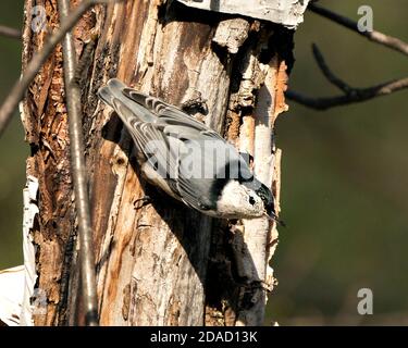 Weiß-reihige Nuthatch Vogel Nahaufnahme Profil Ansicht auf einem Birkenstamm mit einem verschwommenen Hintergrund in seiner Umgebung und Lebensraum thront. Stockfoto