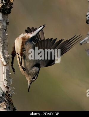 Weiß-reihige Nuthatch Vogel Nahaufnahme Profil Ansicht fliegen von einer Birke Baum mit einem unscharfen Hintergrund in seiner Umgebung und Lebensraum Anzeigen von „wlans verteilen“ Stockfoto