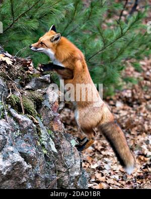 Rotfuchs Nahaufnahme Profilansicht Klettern auf einem großen Moosfelsen mit einem Kiefernwald Hintergrund in seiner Umgebung und Lebensraum mit Fuchsschwanz, buschigen Schwanz, Stockfoto