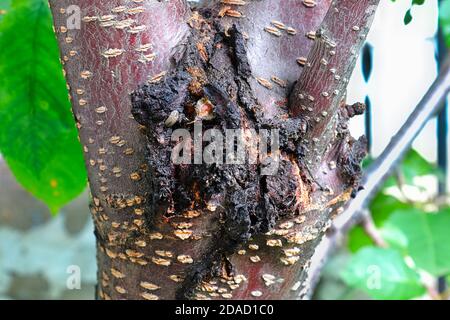 Der eisternde Bakterienkanker wund auf einem Kirschbaum Stockfoto