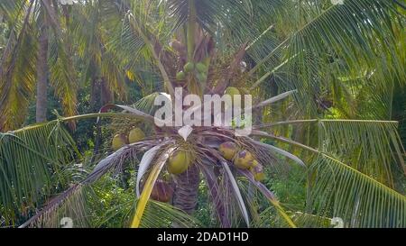 Coco Palme auf blauem Himmel Hintergrund. Sonniger Tag auf tropischer Insel. Banner-Vorlage für Sommerferien. Flauschige Palme mit grünen Blättern. Kokosnuss Stockfoto