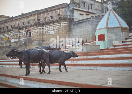 Varanasi, Indien, November 2015. Wasserbüffel in einem Ghat am Ganges. Stockfoto