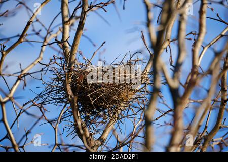 Leeres verlassene Vogelnest aus Zweigen in einem blattlosen Baum gegen blauen Himmel Stockfoto