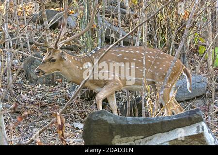 Männliche Achse Hirsche Spaziergang durch den Wald in Kanha Nationalpark in Indien Stockfoto