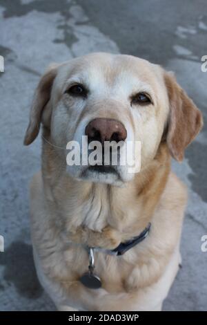 Welpen sitzen und starren Stockfoto