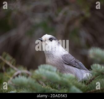 Canada Grey Jay im Algonquin Park Stockfoto