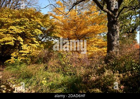 Herbst - Brooklyn Botanic Garden, Japanese Hill & Pond Garden Stockfoto