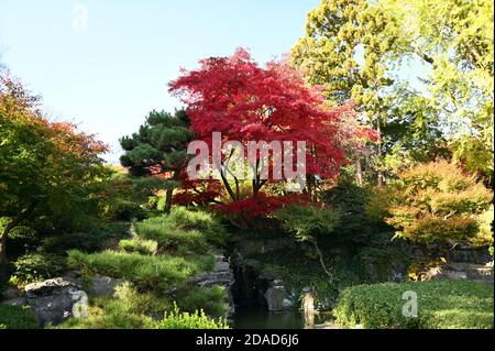 Herbst - Brooklyn Botanic Garden, Japanese Hill & Pond Garden Stockfoto