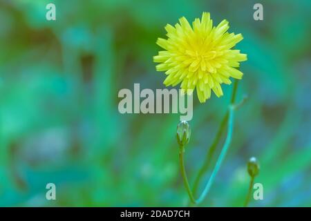Löwenzahn Blume Nahaufnahme Blick im Freien taraxacum Pflanze Stockfoto
