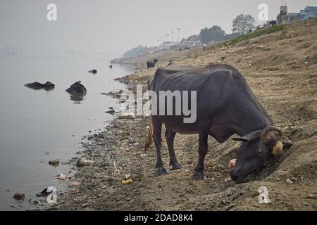 Varanasi, Indien, November 2015. Wasserbüffel in einem Ghat am Ganges. Stockfoto