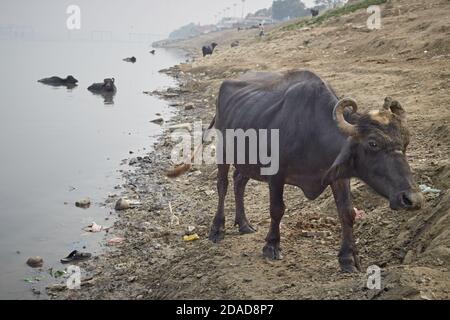 Varanasi, Indien, November 2015. Wasserbüffel in einem Ghat am Ganges. Stockfoto