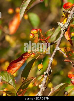 Ein Krabbenapfelbaum Ast mit einem Bündel von reifen Früchten, auf einem verschwommenen Hintergrund. Neue England Herbstfarben. Eleanor Cabot Bradley Estate, Kanton, MA. Stockfoto