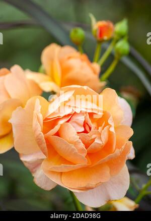 Rosa 'Just Joey' – eine wunderschöne Hybride Teerose Sorte mit gekräuselten Aprikosenblüten, die in einem formellen Garten blüht. The Bradley Estate, Canton, MA, USA Stockfoto