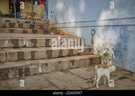 Varanasi, Indien, Dezember 2015. Eine Ziege mit ihrem Welpen auf einer Leiter eines Ghats im Fluss Ganges. Stockfoto