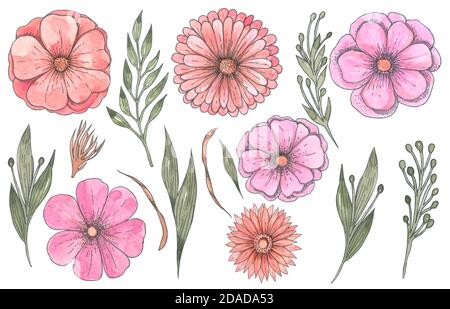 Vintage florale Kollektion Elemente auf weißem Hintergrund. Niedliche rosa Blumen und Grün gesetzt Stockfoto