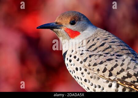 Weibchen rot-geschüffelte nördliche Flicker (Colaptes auratus), Snohomish, Washington, USA Stockfoto