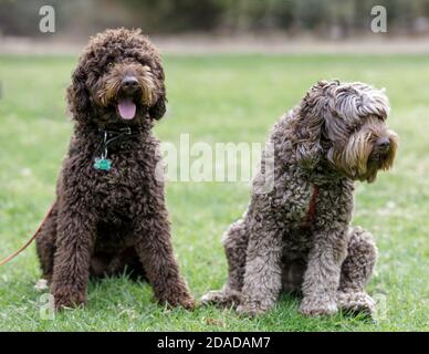 Männliche (links) und weibliche (rechts) Labradodles Stockfoto
