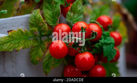 Kirschtomate im Garten Stockfoto