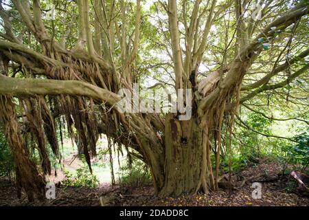 Ein breites Foto eines wunderschönen alten banyan-Baumes Stockfoto